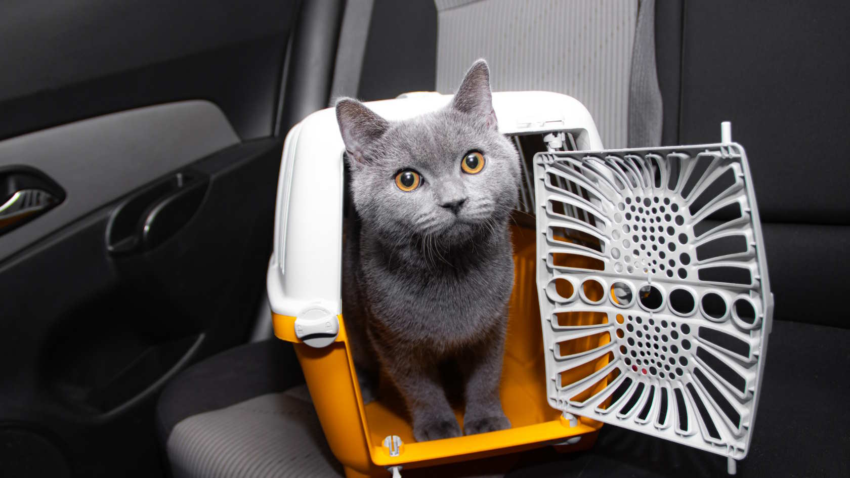 Co jest lepsze dla kota: transporter czy torba?