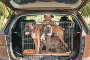 Transporter czy pasy bezpieczeństwa – co wybrać dla psa w podróży samochodem