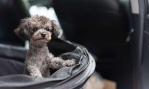 Czy pies w pociągu musi być w transporterze