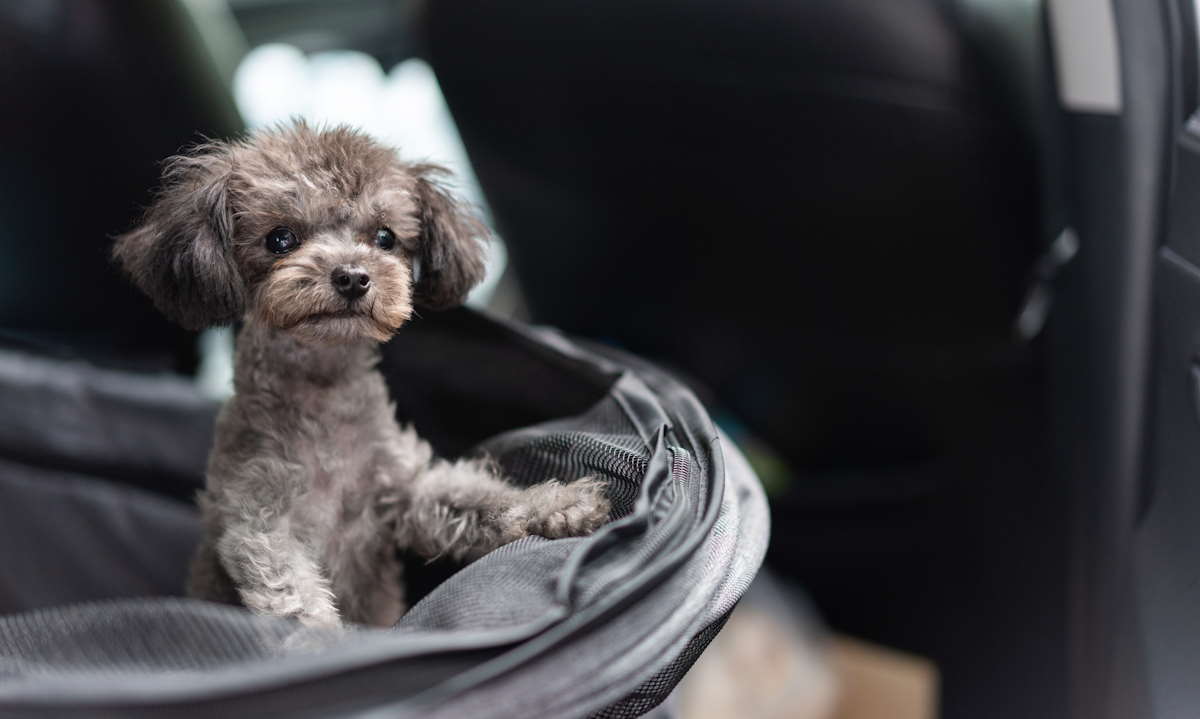 Czy pies w pociągu musi być w transporterze