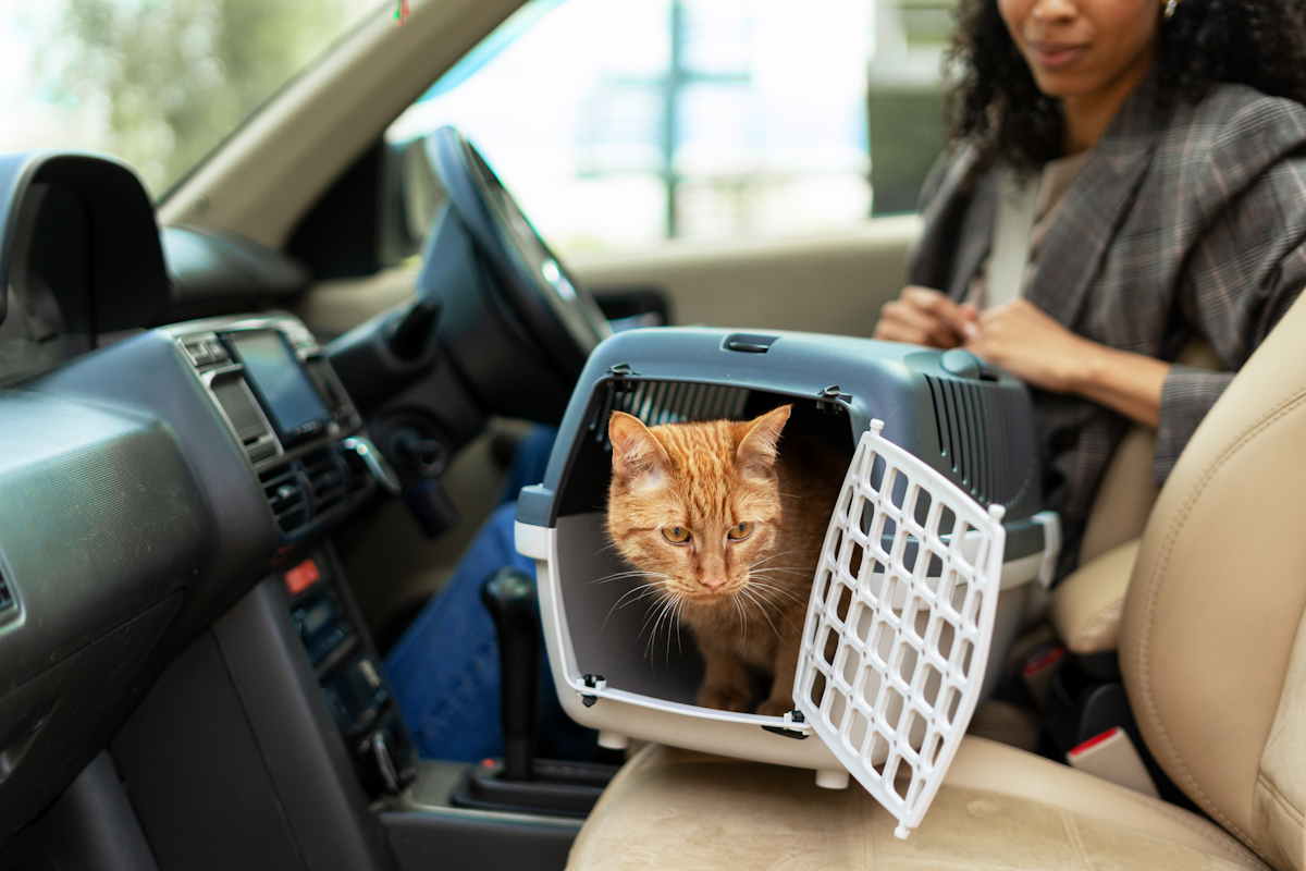 Jak przewozić kota bez transportera