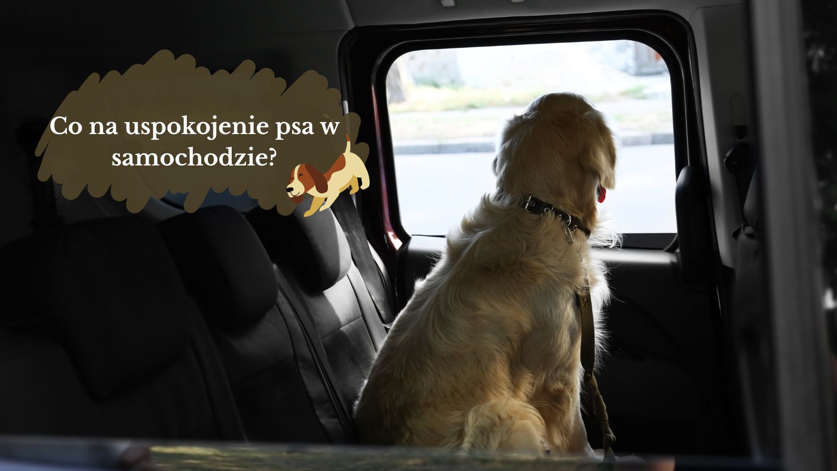Co na uspokojenie psa w samochodzie