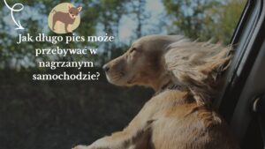 Jak długo pies może przebywać w nagrzanym samochodzie