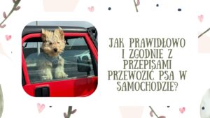 Jak prawidłowo i zgodnie z przepisami przewozić psa w samochodzie