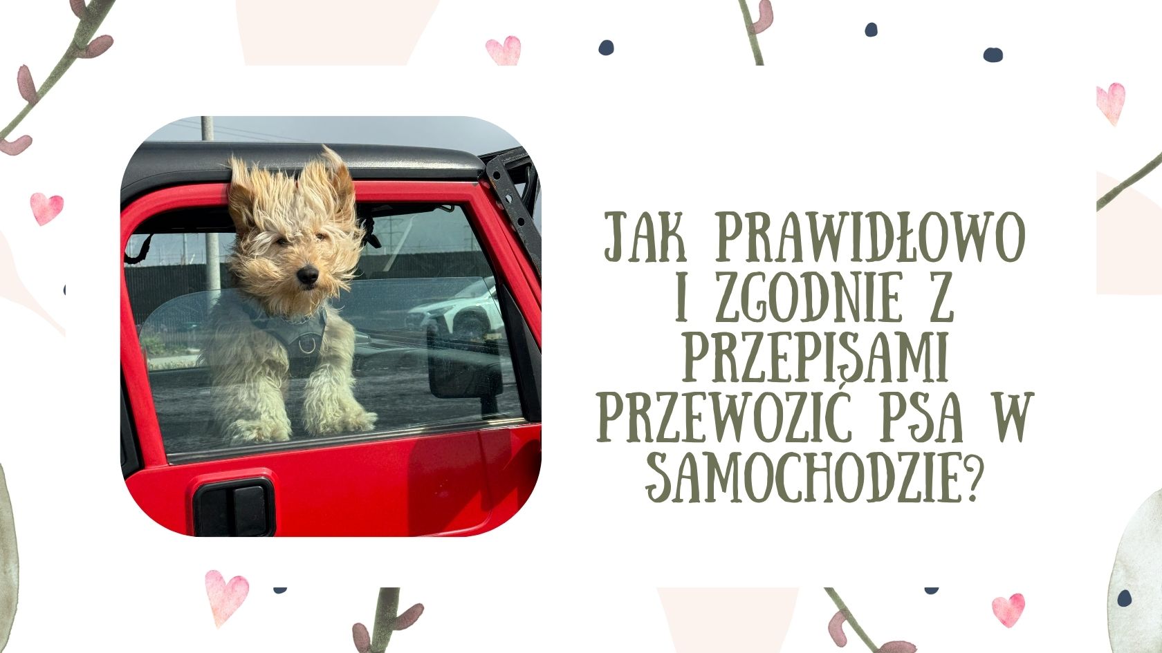 Jak prawidłowo i zgodnie z przepisami przewozić psa w samochodzie