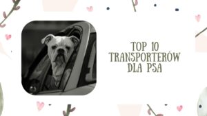 Top 10 transporterów dla psa – ranking i recenzje