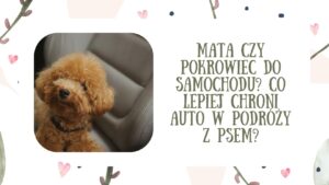 Mata czy pokrowiec do samochodu? Co lepiej chroni auto w podróży z psem?