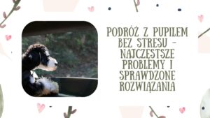 Podróż z pupilem bez stresu - najczęstsze problemy i sprawdzone rozwiązania