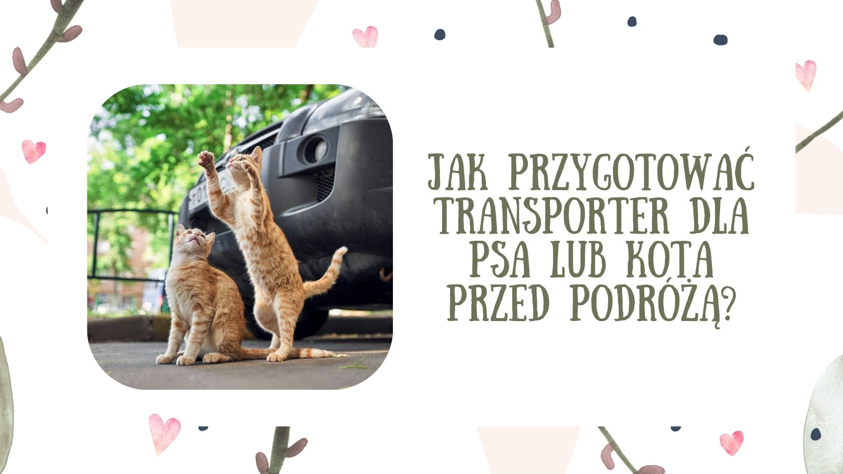 Jak przygotować transporter dla psa lub kota przed podróżą?