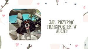 Jak przypiąć transporter w aucie? Bezpieczny transport psa krok po kroku