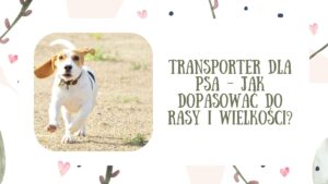 Transporter dla psa - jak dopasować do rasy i wielkości?