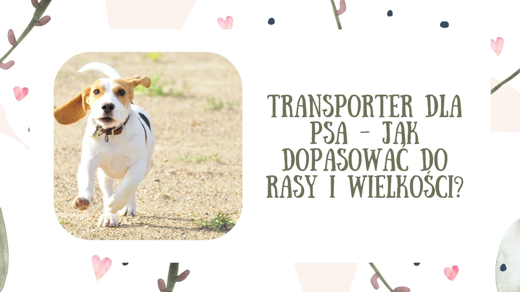 Transporter dla psa - jak dopasować do rasy i wielkości?