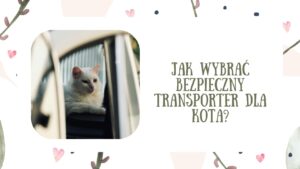 Jak wybrać bezpieczny transporter dla kota? Najważniejsze cechy i praktyczne wskazówki