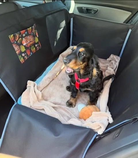 Luna 😍 cudowna psia dama i jej mata samochodowa Happy Way 😊 Luna korzysta z maty dedykowanej na 2/3 tylnej kanapy w wersji przeznaczonej do montażu od strony kierowcy. My dziękujemy bardzo za piękne zdjęcia ☺️ Nasze maty znajdziecie w naszym sklepie na www.happyway.com.pl Bezpośrednio poznacie nas i nasze produkty podczas wydarzeń @pupilovetargi ❤️ Zdjęcia Waszych pupili w szytych w naszej pracowni matach tworzą niesamowity album. Ten album to świadectwo historii pracowni Happy Way i jej niesamowitych klientów. Dziękujemy za każdy zakup i za zaufanie i za każde pozytywne i ciepłe słowa 🥰 #pieswaucie #zawszezpsem #pieswpodróży #matadlapsadosamochodu #piespodróżnik #piesnaurlopie #pieskieżycie #pieskieszczęście #spaniel #dogsofinstagram #dlapsa #weekendzpsem #wędrówkizpsem