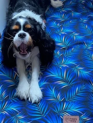 Wygodnie w podróży, wygodnie w domu 😊🐾🐾🌷 zawsze i wszędzie Happy Way 😘 Pedro z przyjemnością korzysta z mobilnego legowiska uszytego w naszej pracowni. My w najbliższy weekend ruszamy do Katowic. 27 lipca odbędą się w Galerii Libero w Katowicach @pupilovetargi 😊 oczywiście będziemy tam z naszymi matami samochodowymi, mobilnymi legowiskami i innymi akcesoriami do aktywnego spędzania czasu z pupilem 🥰 #pies #dogsofinstagram #cavalier #pieswdomu #pieswpodróży #lifewithdog #zpsemprzezżycie #wędrówkizpsem #pieswaucie #możnazpsem #katowice