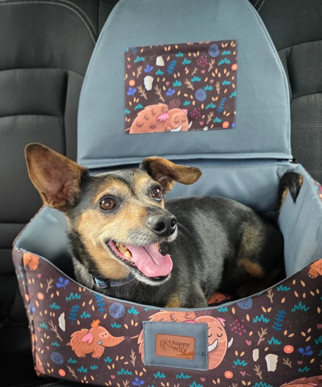 Osobno czy razem ? Zawsze z Happy Way 🥰 Gacek jeździ w macie box 2w1 która po odpięciu tylnej ściany staje się legowiskiem. Wesoła kompania psiaków podróżuje w macie na całą tylną kanapę w wersji z poszerzoną sztywną podłogą 😊 Szyjemy zarówno maty o zunifikowanych rozmiarach jak i maty zindywidualizowane pod wymiar aut czy pod potrzeby klienta. Maty o standardowych rozmiarach znajdziecie w sklepie na www.happyway.com.pl Dzięki podanej specyfikacji rozmiarowej możecie weryfikować czy mata standardowa będzie pasowała do Waszego auta. Na stronie są też bardzo przydatne instrukcje doboru. Chcecie matę na indywidualne zamówienie ? Prosimy wtedy o kontakt z projektantem mat na projekty@happyway.com.pl Koniec języka za przewodnika 😊 zwłaszcza że jesteśmy polską firmą, szyjemy w naszej rodzinnej pracowni. To daje możliwość różnicowania i indywidualizacji produktów. Zapraszamy serdecznie do kontaktu jeśli macie pytania lub wątpliwości. Jeździmy też w trasy uczestnicząc we wszystkich wydarzeniach @pupilovetargi Możecie nas w ten sposób poznać osobiście i bezpośrednio nabywać tworzone przez nas akcesoria do podróży i aktywnego spędzania czasu z futrzanym podopiecznym. Jedziesz z pupilem ? Zabierz ze sobą Happy Way #pies #weekendzpsem #wędrówkizpsem #pieskieszczęście #piesnajlepszyprzyjaciel #pieskiesprawy #piespodróżnik #matadlapsadosamochodu #zpsemwszędzie #zpsemprzezżycie  #dogsofinstagram #niekupujadoptuj #kochamyzwierzaki #neverwalkalone
