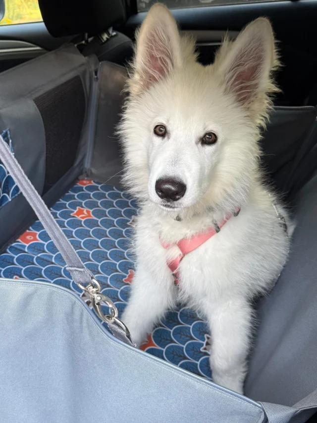 Bądź jak Biago 😍 podróżuj z Happy Way 🍀🐾🐾🌷 mijają dni, mijają miesiące, mijają lata a moda na komfortowe i niebanalne maty samochodowe trwa cały czas 😊 Projektujemy, szyjemy, podróżujemy dla Was i Waszych pupili 🥰 Aktywnie edukujemy by wyjazdy z futrzanymi podopiecznymi były miłe, wygodne i przewidywalne. Działamy online na www.happyway.com.pl i bezpośrednio podczas wydarzeń @pupilovetargi Dziękujemy z całego serca za zamówienia i za nadsyłanie zdjęć Waszych pupili w uszytych w naszej pracowni matach samochodowych 🌷❤️🌷 #pies #pieskieżycie #wędrówkizpsem #piesmojamiloscia #zpsemwszędzie #zpsemprzezżycie #dogsofinstagram #beautydog #dogslife #wspierajpolskiemarki #handmadewithlove #polishdog