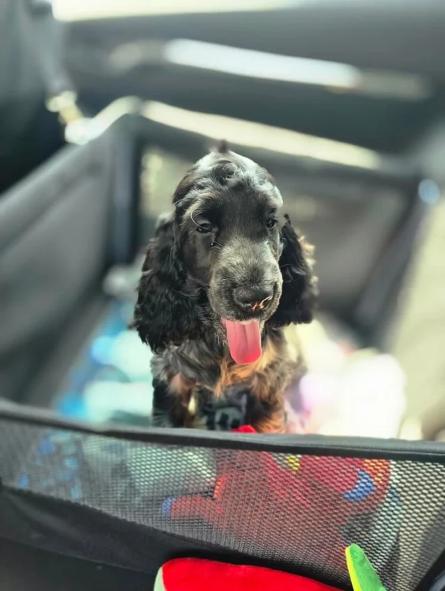 Podróże Fibi w rytmie Happy Way 🥰  Fibi korzysta z maty samochodowej box z okienkami. To model maty do montażu zarówno na przednim siedzeniu jak i na tylnej kanapie wszędzie tam gdzie jest zagłówek. Chcesz zobaczyć więcej modeli naszych mat ? Zapraszamy na happyway.com.pl Szyjemy wszystko w naszej polskiej pracowni. Zawsze mamy odszyte gotowe produkty, które możemy na bieżąco wysyłać. Bardzo sprawnie odszywamy też maty na zamówienia w tym też sztandarowe modele mat z poszerzonymi sztywnymi podłogami. Dziękujemy bardzo za nadsyłanie zdjęć Waszych pupili w matach samochodowych Happy Way. Przez te wszystkie lata powstała niesamowita społeczność związana z naszymi produktami - jesteście niesamowici 😊❤️🍀 #polska #pies #zpsemnajlepiej #wędrówkizpsem #matadlapsadosamochodu #pieswpodróży #pieskieżycie #pieskiesprawy #dogsofinstagram #szyjemywpolsce