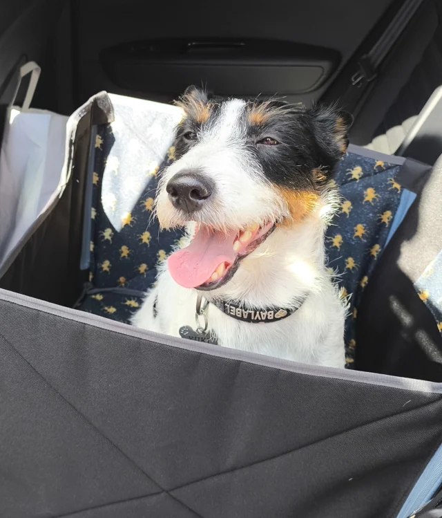 Zadowolona Yuki ❤️ my też jesteśmy zadowoleni mając tak cudownych klientów. Yuki jeździ w macie box, która może być zamontowana zarówno na przednim jak i na tylnym siedzeniu. Mata została uszyta w naszej rodzinnej pracowni 😊 Jesteśmy polską firmą. Zawsze znajdziecie u nas gotowe/odszyte maty samochodowe, które możemy na bieżąco wysyłać. Bardzo sprawnie odszywamy zamówienia indywidualne i pod wymiar aut. Chcesz się przekonać, że podróże z Happy Way są komfortowe i przyjemne ? Zapraszamy/ online na www.happyway.com.pl i oczywiście zawsze na @pupilovetargi 🥰 #pies #kot #pies #pieskieżycie #pieskieszczęście #piespodróżnik #matasamochodowadlapsa #zpsemwszędzie #zpsemnajlepiej #dlapsa #wędrówkizpsem #piesmojamiloscia #neverwalkalone