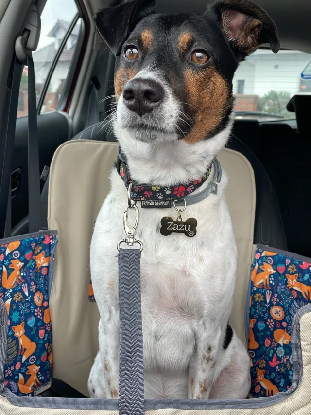 Punkt pierwszy to obejrzeć, punkt drugi to przymierzyć i sprawdzić czy wszystko jest w porządku. Podróże powinny być komfortowe, wygodne i spokojne. Wie o tym dobrze Zazu 😍 Zazu przymierzył matę box profilowany i uznał, że jest to rozwiązanie dla niego. Maty samochodowe szyte w polskiej pracowni to rozwiązanie dla miłośników psów i kotów, którzy cenią sobie design, swobodę dopasowania kolorów, dobrą jakość i etyczną produkcję. Pamiętajcie , że podczas realnej podróży pies powinien podróżować w szelkach i być przypięty pasem samochodowym. My także wybieramy się w podróż w najbliższy weekend - jedziemy nad morze 😊 jedziemy służbowo - 26 października w Gdańsku odbędą się @pupilovetargi #gdansk #piesnadmorzem #pies #pieskieżycie #pieskieszczęście #pieskiesprawy #zpsemwszędzie #matadlapsadosamochodu #wędrówkizpsem #handmadewithlove❤️