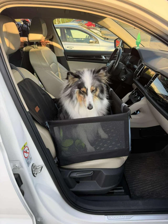 Sposób na podróż komfortową i wygodną ? Sposób na czysty samochód ? Mata samochodowa Happy Way ❤️ Idol i Chico jeżdżą w matach box z okienkami. Te maty są bardzo fajne bo można je montować zarówno na przednim jak i na tylnym siedzeniu. Łatwo je wyczyścić a po złożeniu łatwo przechowywać. Maty szyjemy w naszej pracowni. Naszym atutem jest bogaty wachlarz odszytych/gotowych mat w różnych opcjach wielkościowych i konstrukcyjnych. Nie trzeba czekać bo maty wysyłamy na bieżąco. A jeśli macie ochotę zamówić matę na indywidualne zamówienie to też ją sprawnie odszyjemy w około 3 dni robocze. Online zapraszamy na www.happyway.com.pl a bezpośrednio na wydarzenia Pupilove Targi. Na wydarzeniach możecie poznać nas bezpośrednio i kupić wymarzoną matę samochodową dla swojego pupila. Dziękujemy, że jesteście z nami, że nas wspieracie nabywając nasze produkty 😍