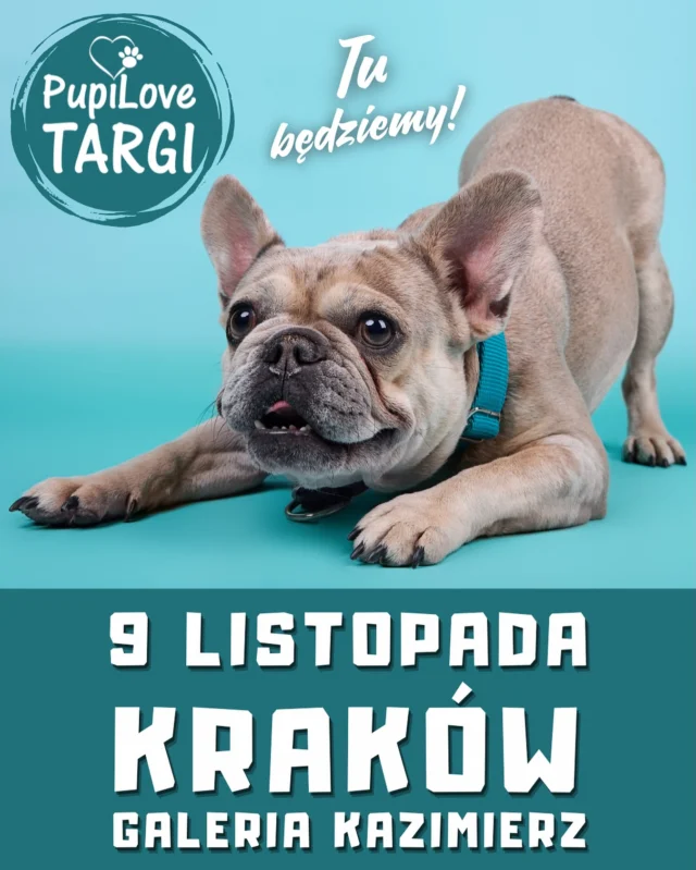 Jedziemy na wycieczkę 😊 Gdzie jedziemy ? Do Krakowa 😊 W jakim celu ? Naszym celem są Pupilove Targi ☺️ Lubicie podróżować z futrzanymi podopiecznymi ? Lubicie porządek w samochodzie ? Cenicie polskich producentów i rodzinne pracownie ? Zapraszamy na nasze stoisko podczas wydarzenia @pupilovetargi 😍 Czekamy na Was w najbliższą niedzielę 9 listopada w godzinach 11-17 w Galerii Kazimierz ❤️ czworonogi mile widziane 😊 #krakow #pieswkrakowie #piesek #zpsem #zpsemnajlepiej #pieswpodróży #pieskieżycie #pieskieszczęście #wędrówkizpsem #slowlifestyle #dogsofinstagram #polskafirma