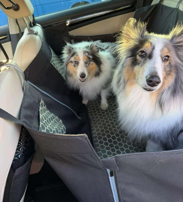 Pamiętacie Idola i Chico z poprzedniego posta ? I ich maty samochodowe boxy z okienkami ? To nie są jedyne maty tych przystojniaków 😊 Idol i Chico mają też matę samochodową na całą tylną kanapę w wersji z dzieloną/rozpinaną przednią ścianą 😍 Szyjemy maty samochodowe dla Waszych pupili w naszej własnej pracowni. Jest mam niezwykle miło otrzymywać od Was zdjęcia Waszych czworonożnych przyjaciół w matach samochodowych Happy Way. To jest fantastyczne docenienie naszej pracy i udokumentowanie dołączenia do świata kolorowych i komfortowych podróży z Happy Way 😊 Cudownie jest zabaczyć zatrzymane w kadrze chwile prawdziwych czworonożnych podróżników. Jest nam niezmiernie miło mieć takich zaangażowanych i uroczych klientów. Chcesz poznać nasze produkty online ? Zapraszamy do sklepu na www.happyway.com.pl Chcesz nas poznać bezpośrednio i kupić nasze maty korzystając z obsługi naszego zespołu działającego prężnie w terenie ? Zapraszamy zawsze na wydarzenia @pupilovetargi To okazja żeby miło spędzić czas w otoczeniu miłośników zwierzaków i pasjonatów designu ❤️ #pies #kot #podróże #zpsem #pieskieżycie #pieskiesprawy #piespodróżnik #czysteauto #zpsemprzezżycie #dogsofinstagram #beautydog #weekend #aktywniezpsem