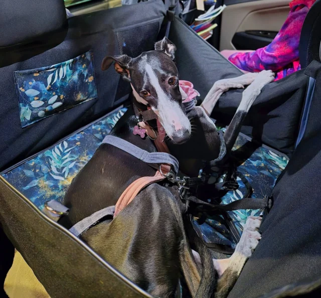 Greyhound Szpilka ❤️ uwielbiamy dostawać od Was takie zdjęcia 🌺 psia podróżniczka w uszytej w naszej pracowni macie samochodowej na 2/3 tylnej kanapy. Lubisz podróżować z pupilem ? Lubisz mieć porządek w samochodzie ? Cenisz niebanalne rozwiązania ? Ważna jest dla Ciebie etyczna produkcja? Jeśli odpowiedzi są wszystkie na TAK to zapraszamy do Happy Way 😊 online www.happyway.com.pl i bezpośrednio na wydarzenia @pupilovetargi Osoby z mazowieckiego po uprzednim kontakcie telefonicznym zapraszamy do nas osobiście 😊 #warszawa #pieswwarszawie #pieskieżycie #wędrówkizpsem #piesnajlepszyprzyjaciel #dogsofinstagram #greyhound #pies #pieskieszczęście #czysteauto #dogaccesories #dogdesign #warszawa_love